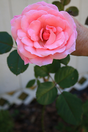 Appalachian rose